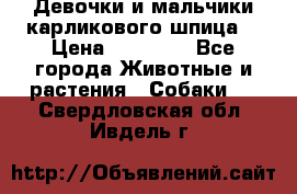 Девочки и мальчики карликового шпица  › Цена ­ 20 000 - Все города Животные и растения » Собаки   . Свердловская обл.,Ивдель г.